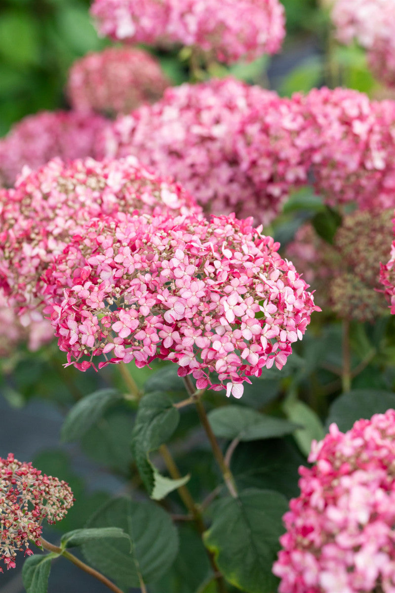 Hydrangea arbor. 'Pink Annabelle' (Ballhortensie 'Pink Annabelle' -R-)