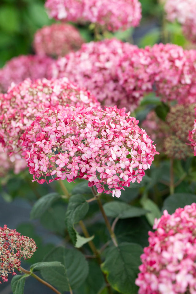 Hydrangea arbor. 'Pink Annabelle' , erhältlich von 40-60 bis 60-80 cm ;;ab 38,50 Euro