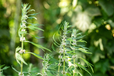 Leonurus cardiaca mit Blüte ;;ab 5,40 Euro