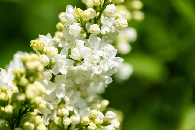 Syringa vulg. 'Marie Legraye' mit Blüte, erhältlich von 40-60 bis 150-175 cm ;;ab 8,25 Euro