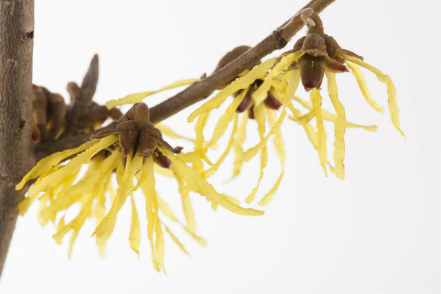 Hamamelis interm. 'Pallida' mit Blüte, erhältlich von 40-60 bis 125-150 cm ;;ab 47,20 Euro