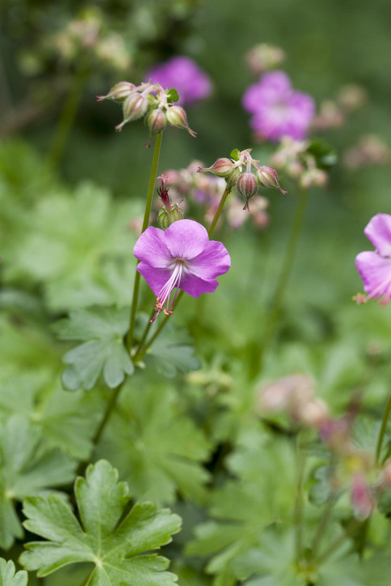 Geranium x cantabrigiense 'Berggarten' (Cambridge-Bastard-Storchschnabel)