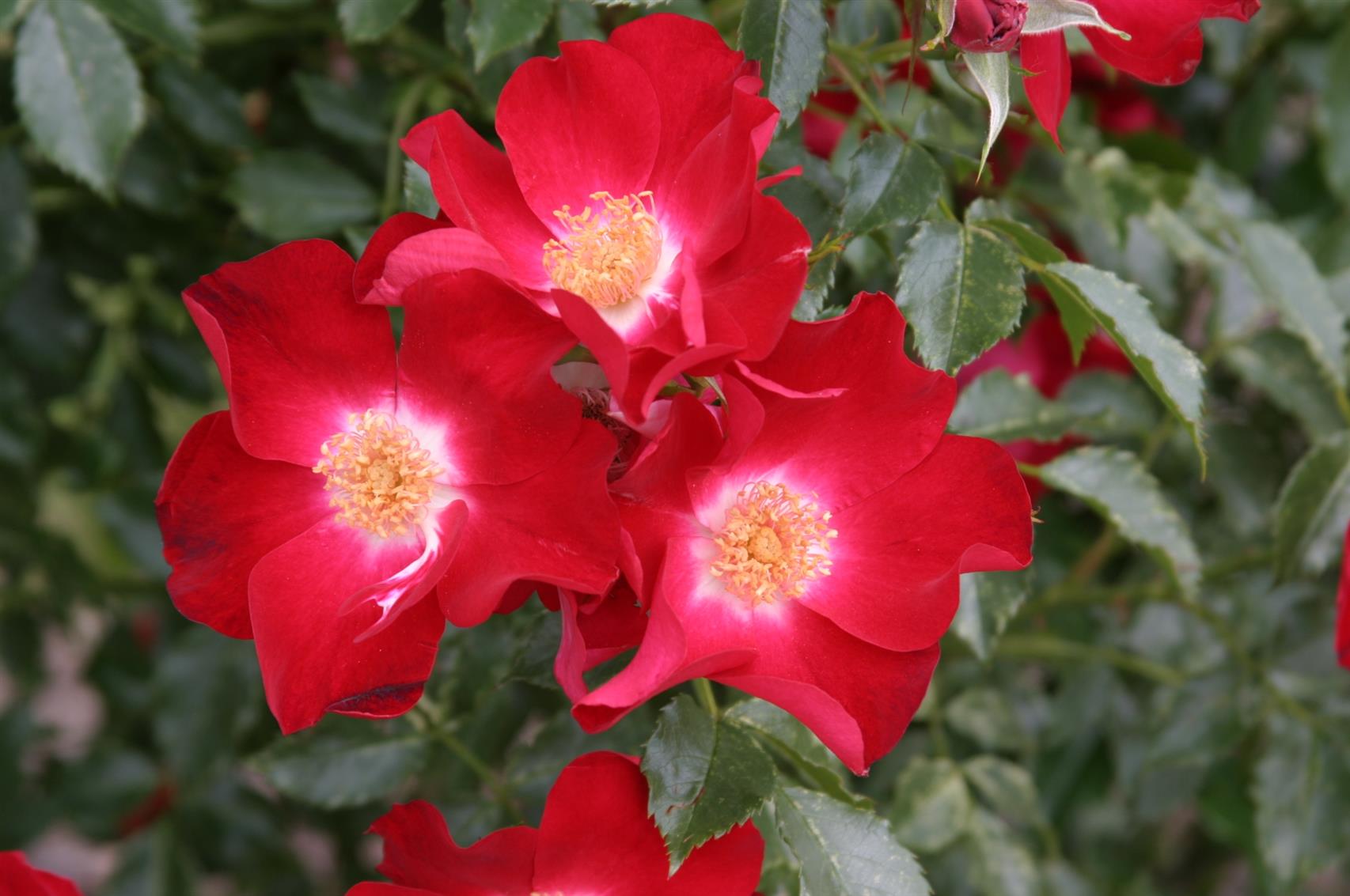 Rosa 'Dortmund' KL (Kletterrose 'Dortmund' -R-)