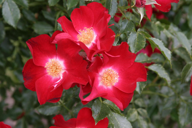 Rosa 'Dortmund' KL mit Blüte ;;ab 11,80 Euro