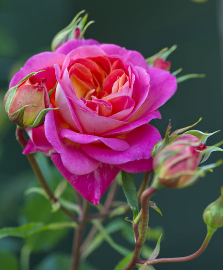 Rosa 'Midsummer' BT mit Blüte ;;ab 10,90 Euro