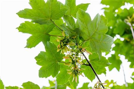 Acer pseudoplatanus HkG 80104 (Bergahorn)