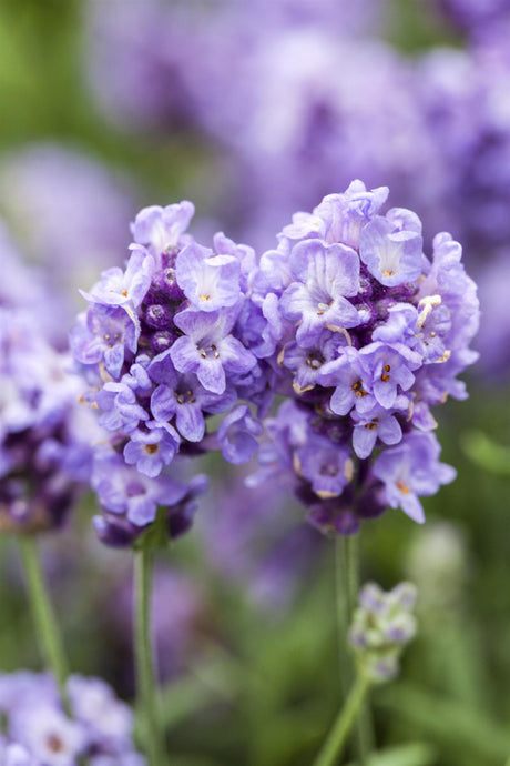 Lavandula angustifolia 'Essence Purple' mit Blüte ;;ab 4,15 Euro