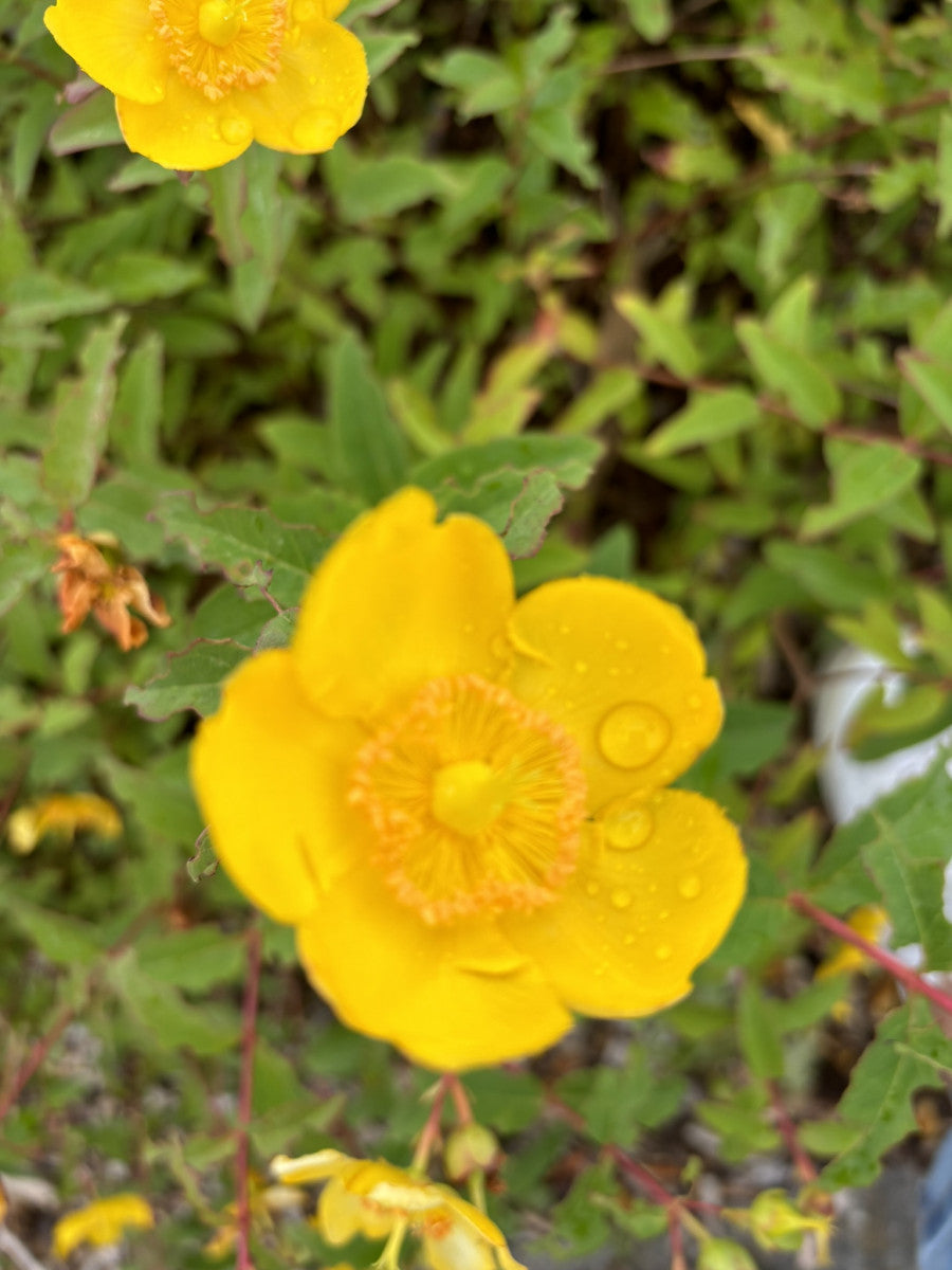 Hypericum 'Hidcote' (Großblumiges Johanniskraut 'Hidcote')