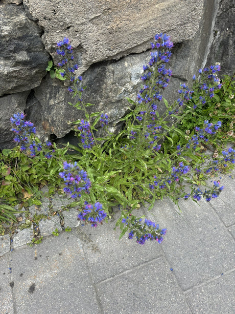 Echium vulgare ;;ab 5,30 Euro