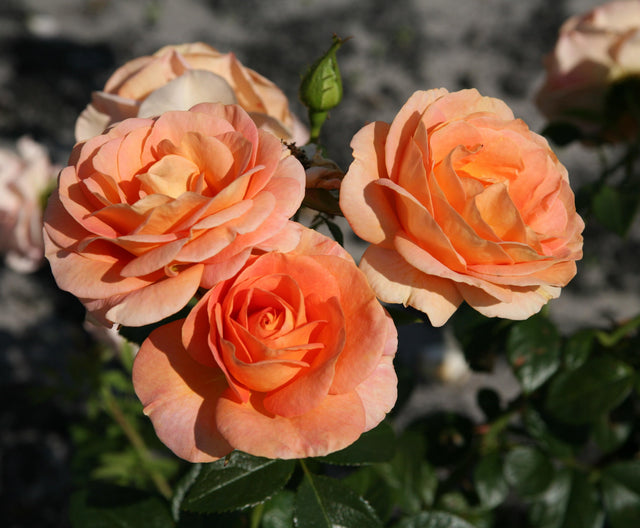 Rosa 'Bengali' BT mit Blüte ;;ab 9,50 Euro