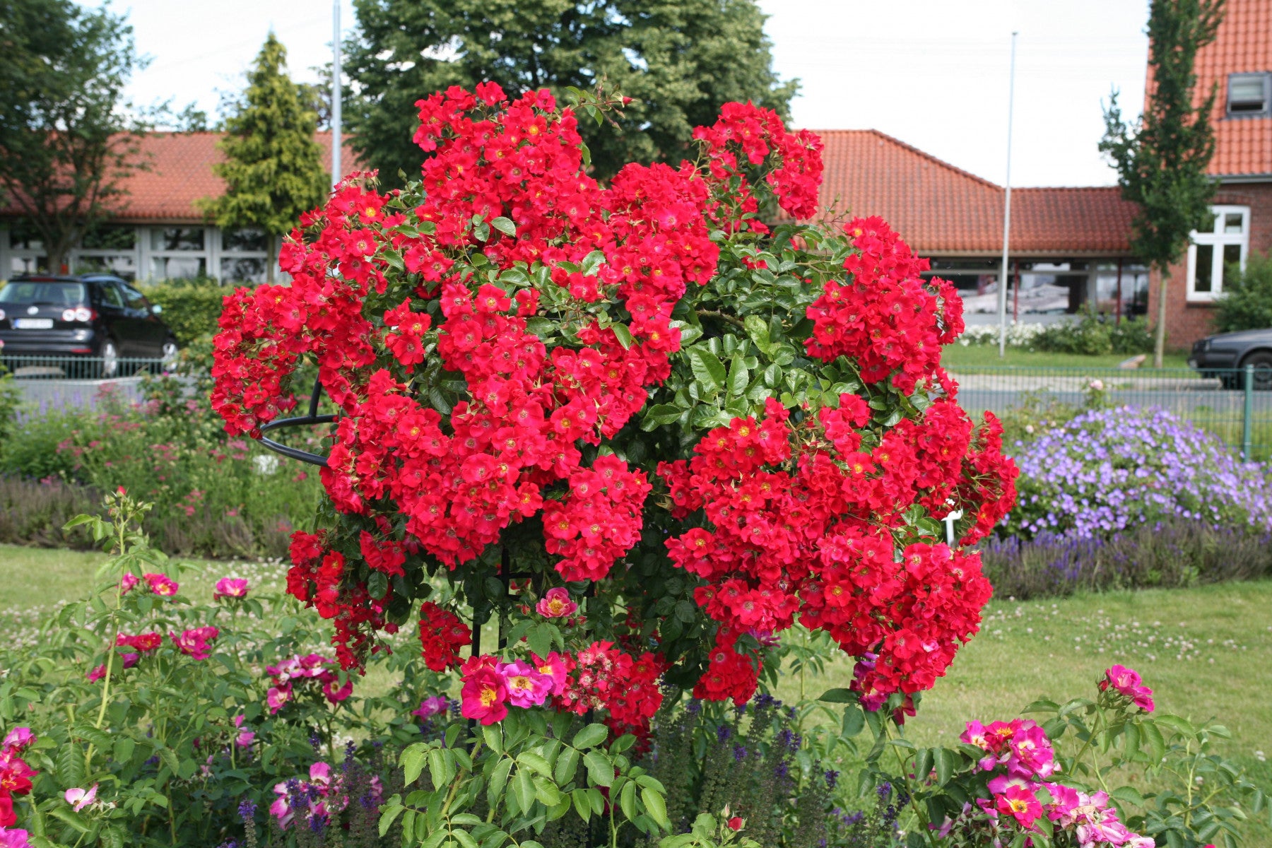 Rosa 'Sommerabend' BDR (Bodend. Rose 'Sommerabend' -R- ADR-Rose)