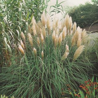 Cortaderia selloana 'Pumila' ;;ab 10,90 Euro