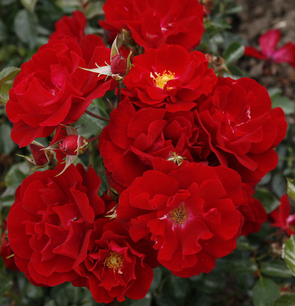 Rosa 'Mainaufeuer' BDR (Bodend. Rose 'Mainaufeuer' -R-)