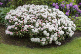 Synonym (alte Bezeichnung): Rhododendron yak.'FCC Form' II als Pflanze im Beet, erhältlich als: ; Einsatz: Heckenpflanze ; Pluspunkt: blütenreich;;günstig mit Qualität