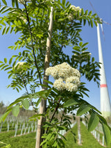 Eberesche 'Dodong' mit Blüte, verfügbar in 14 Größen und Varianten ; Einsatz: Solitärgehölz ; Pluspunkt: schnellwüchsig;;hier kaufen