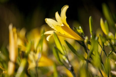 Hemerocallis lilioasphodelus mit Blüte ;;ab 6,70 Euro