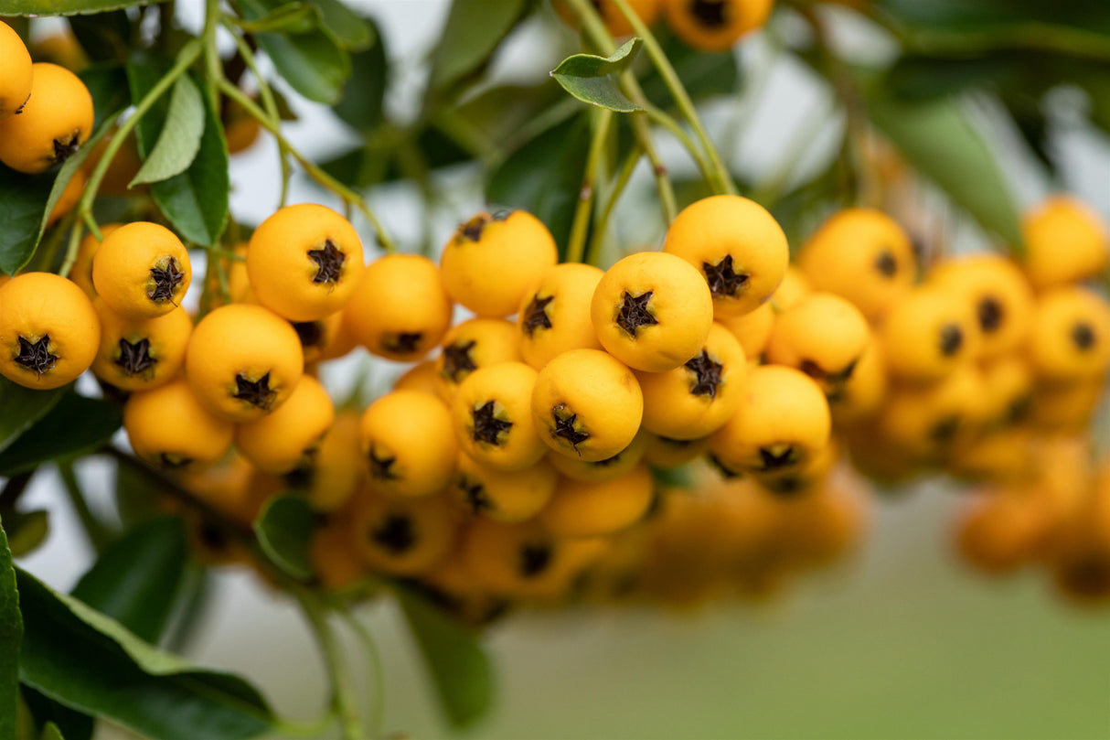 Pyracantha 'Golden Glow' mit Früchten, erhältlich von 60-80 bis 150-175 cm ;;ab 21,00 Euro