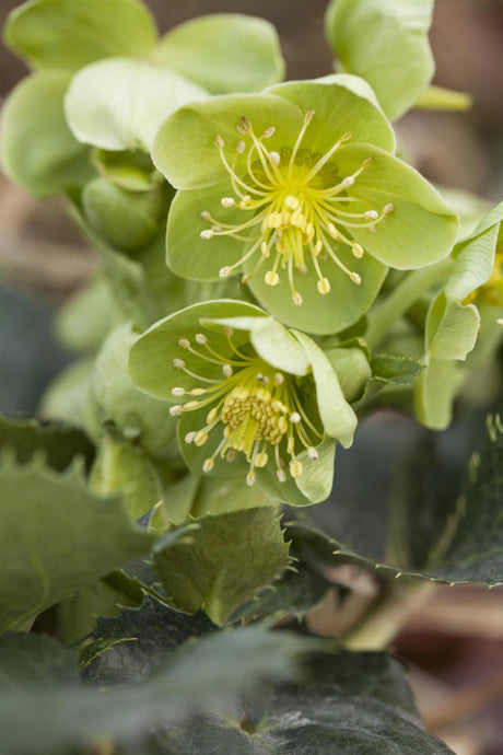 Helleborus argutifolius ;;ab 6,35 Euro