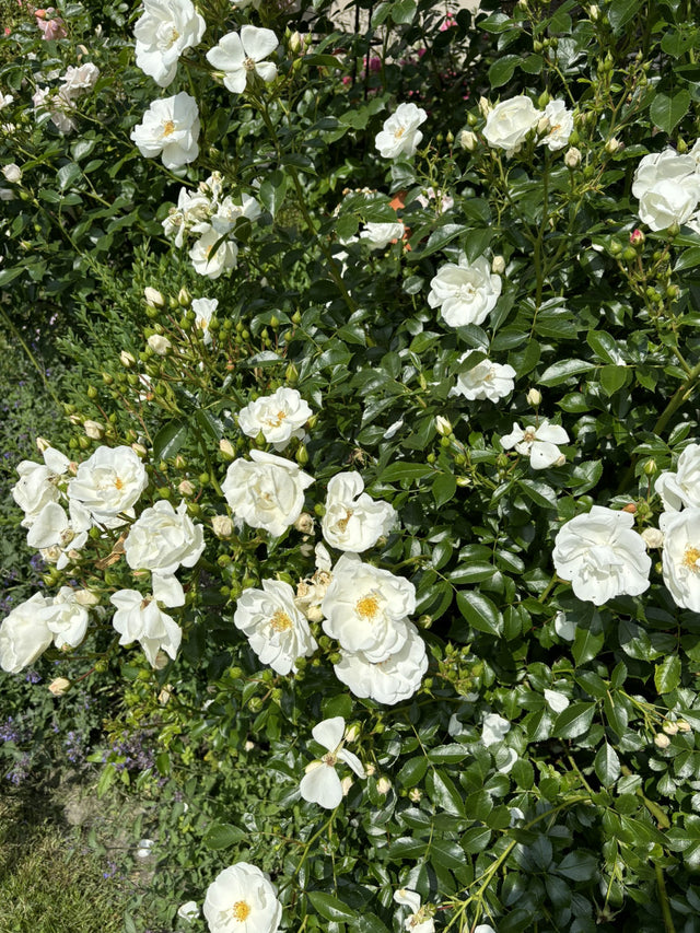 Rosa 'Schneeflocke' BDR mit Blüte ;;ab 6,50 Euro