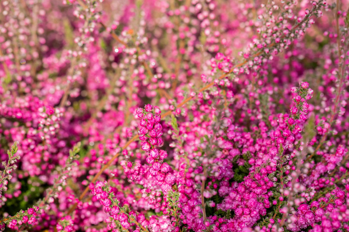 Calluna vulgaris 'Allegro' mit Blüte ;;ab 2,31 Euro