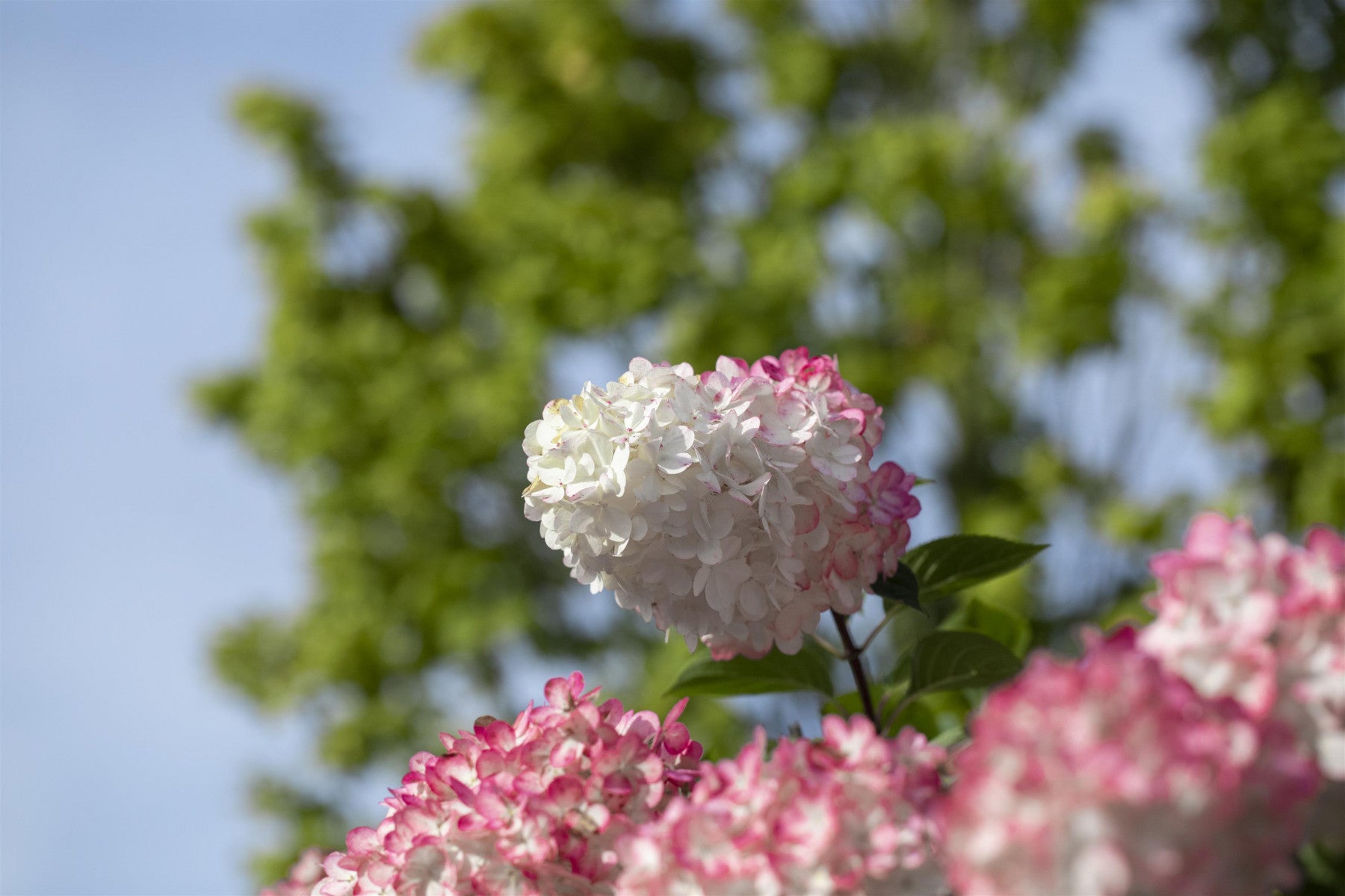 Hydrangea paniculata 'Vanille-Fraise' (Rispenhortensie 'Vanille Fraise' -R-)