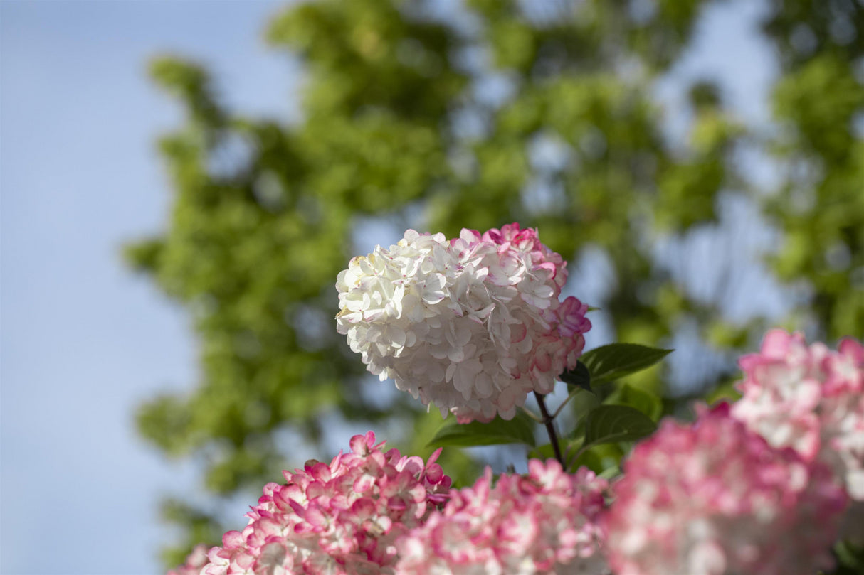 Hydrangea paniculata 'Vanille-Fraise' mit Blüte, erhältlich von 40-60 bis 60-80 cm ;;ab 31,20 Euro