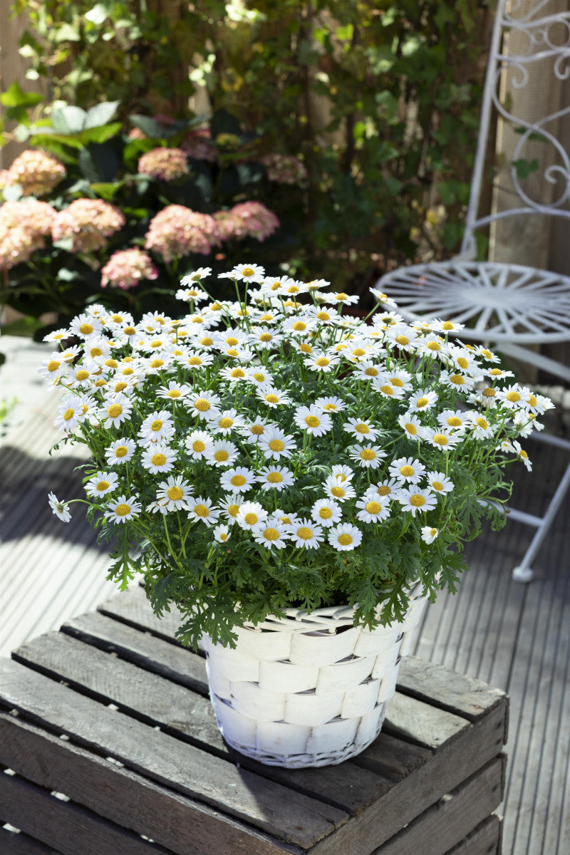 Leucanthemum vulgare (Kleine Margerite)