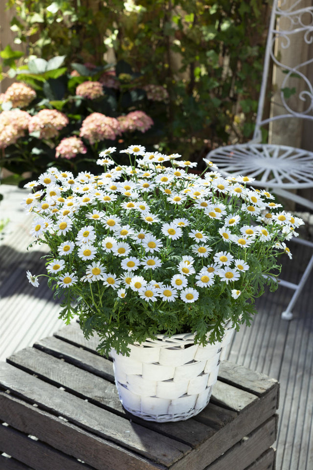 Leucanthemum vulgare mit Blüte ;;ab 4,15 Euro