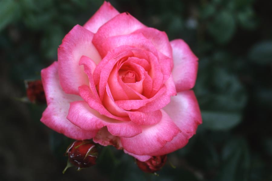 Rosa 'Harlekin' KL mit Blüte ;;ab 11,80 Euro