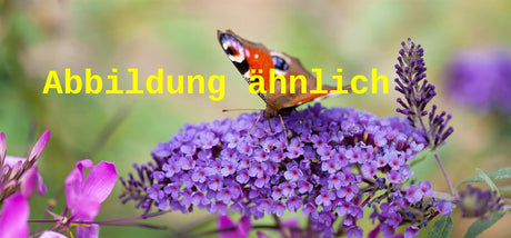 Bild wird ergänzt für Buddleja dav. 'Reve de Papillon Blue' (Sommerflieder 'Reve de Papillon Blue')