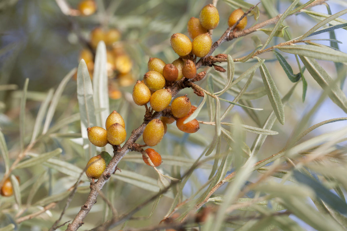 Hippophae rhamnoides 'Leikora' mit Früchten, erhältlich von 40-60 bis 100-150 cm ;;ab 8,65 Euro