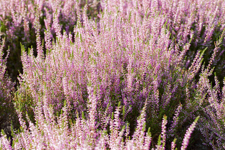 Calluna vulgaris 'Marlies' ;;ab 2,31 Euro