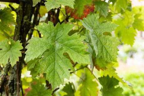 Vitis 'Kossuth' mit Belaubung, erhältlich von 80-100 bis 80-100 cm ;;ab 25,90 Euro