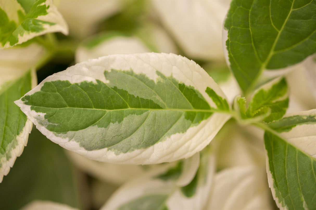 Hydrangea macrophylla 'Tricolor' mit Sommerbelaubung, erhältlich von 40-60 bis 60-80 cm ;;ab 58,00 Euro