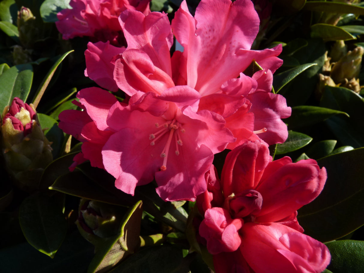 Rhododendron yak. 'Morgenrot' mit Blüte ; Einsatz: Heckenpflanze ; Pluspunkt: immergrün;;Pflanzen vom Profi