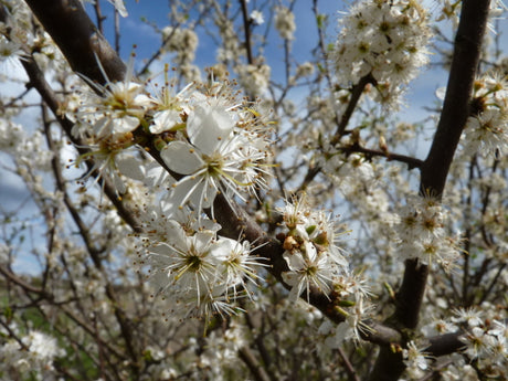 Prunus spinosa mit Blüte, erhältlich von 40-70 bis 200-250 cm ;;ab 1,95 Euro