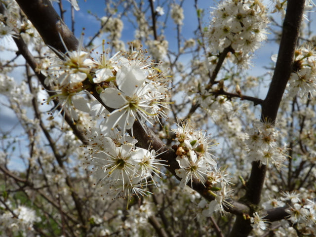 Prunus spinosa VkG 6 mit Blüte, erhältlich von 40-70 bis 200-250 cm ;;ab 2,56 Euro