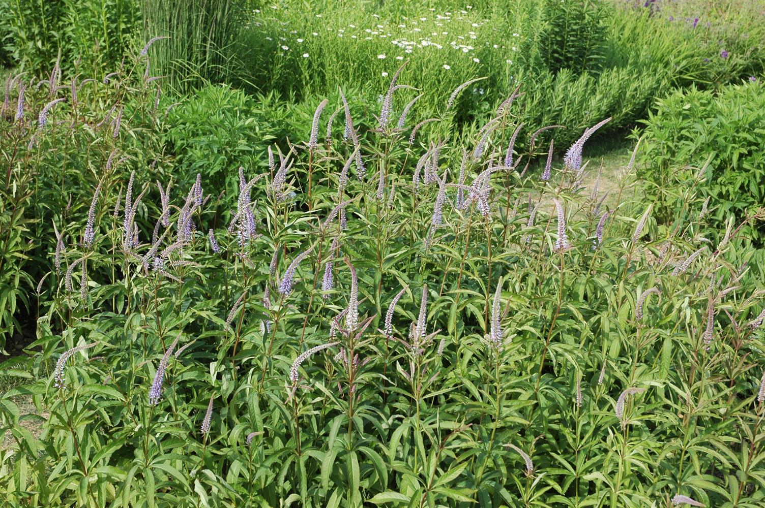 Veronicastrum virginicum 'Fascination' (Garten-Kandelaberehrenpreis)