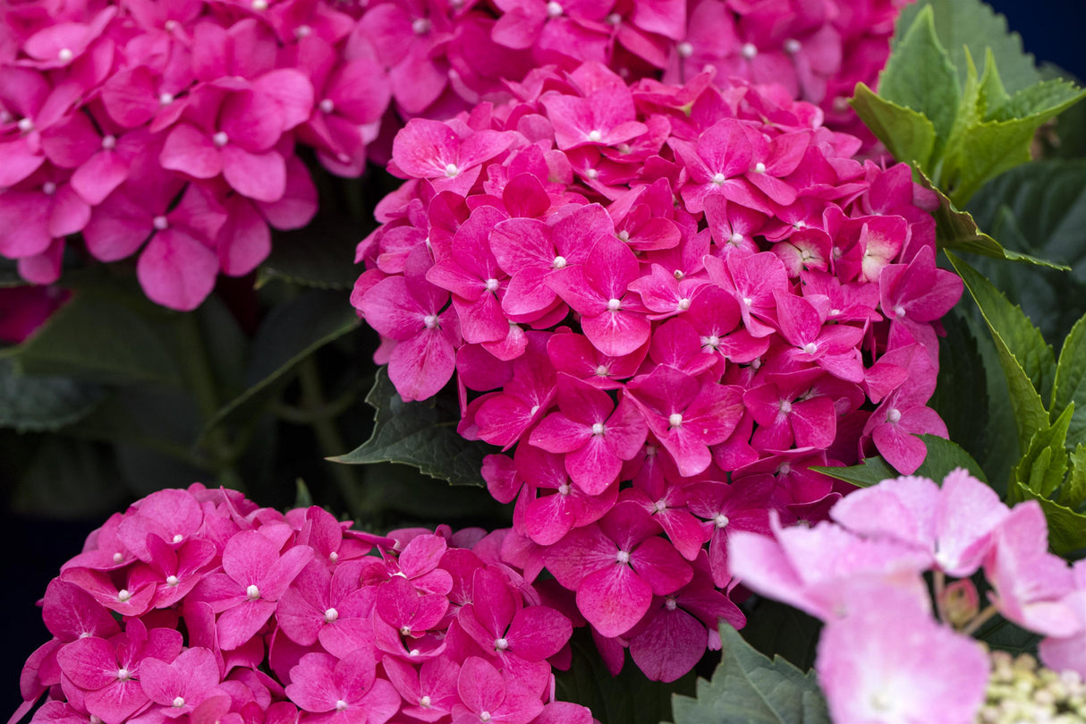 Hydrangea macrophylla 'Masja' , erhältlich von 40-60 bis 80-100 cm ;;ab 58,00 Euro