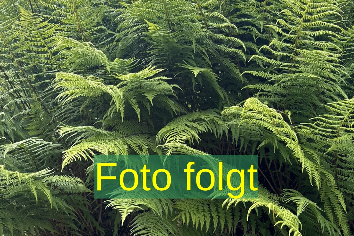 Polystich. setifer. 'Plumosum Densum', gen. (Garten-Flaumfeder-Filigranfarn)