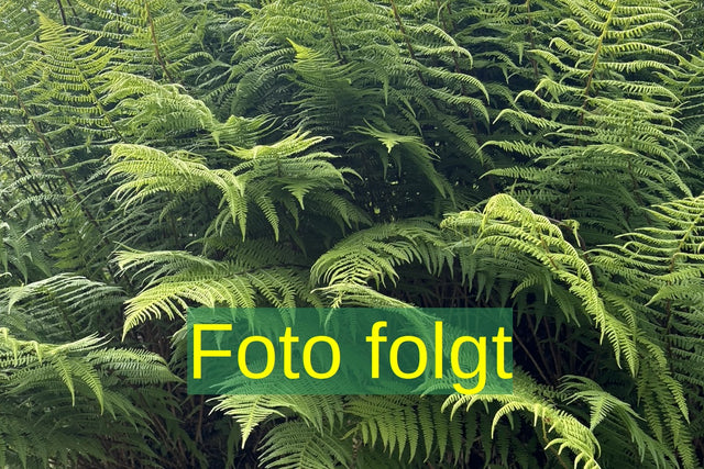 Bild wird ergänzt für Polystich. setifer. 'Plumosum Densum', gen. (Garten-Flaumfeder-Filigranfarn)