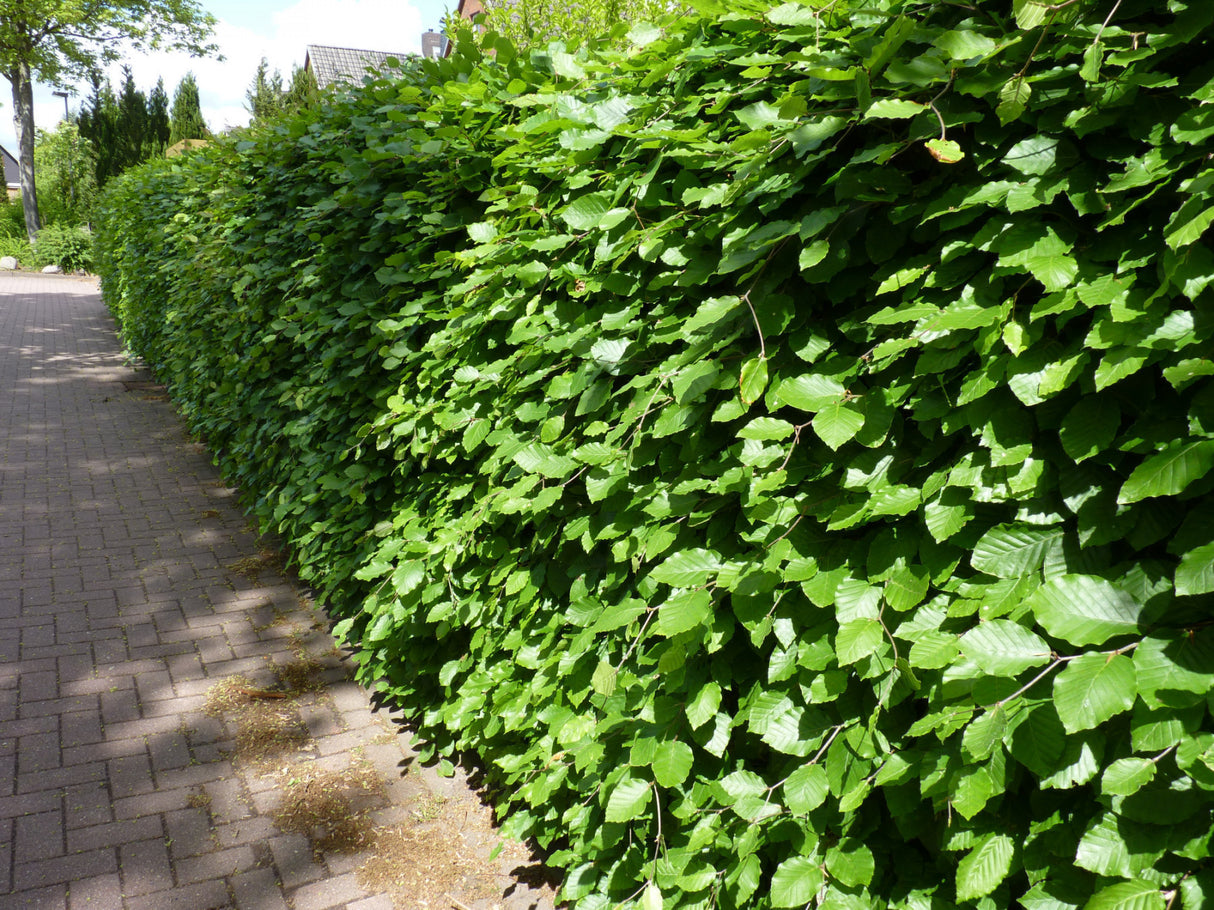 Fagus sylvatica als Hecke ; Pluspunkt: hohe ökonomische Bedeutung;;