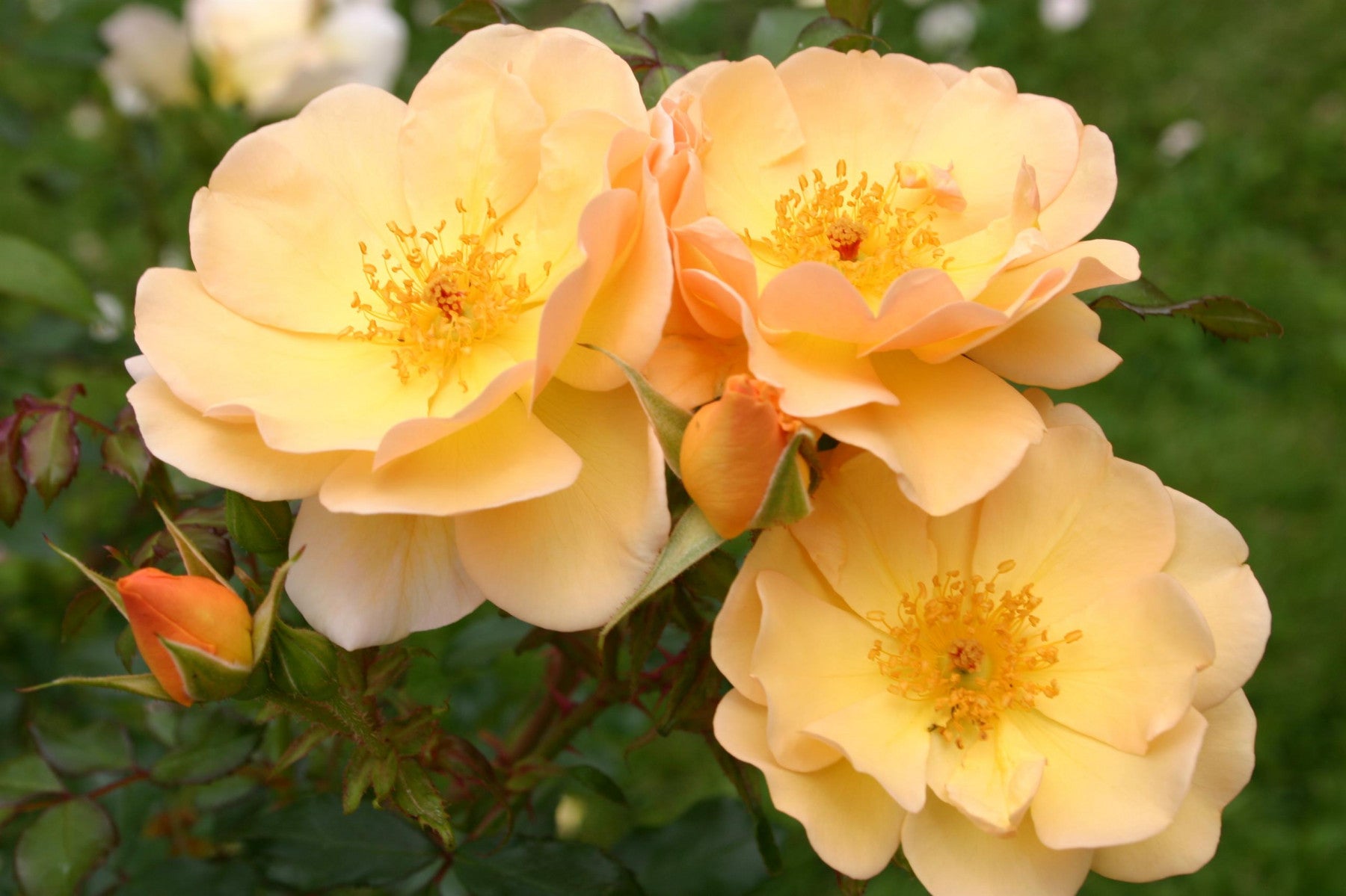 Rosa 'Amber Sun' BDR (Bodend. Rose 'Amber Sun' -R-)