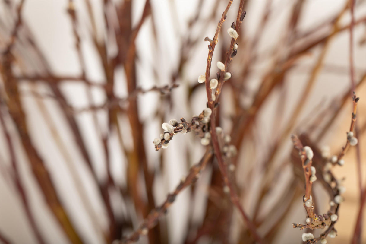 Salix sachalinensis 'Sekka' unbelaubt, erhältlich von 60-100 bis 80-100 cm ;;ab 16,90 Euro