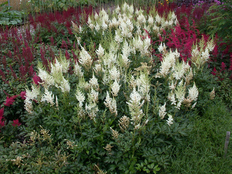 Astilbe x arendsii 'Brautschleier' mit Blüte ;;ab 4,70 Euro