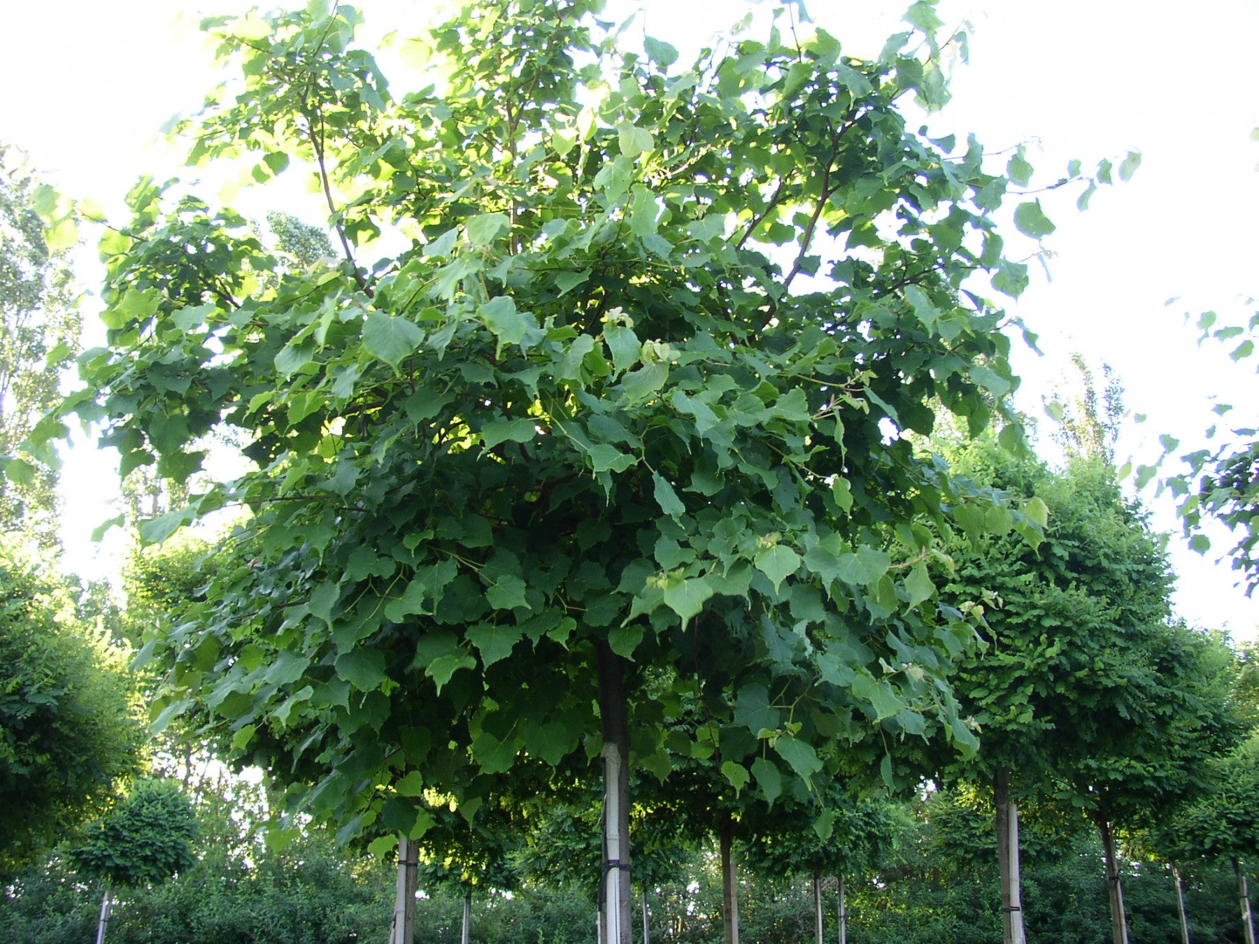 Tilia cordata VkG 1 (Winterlinde)