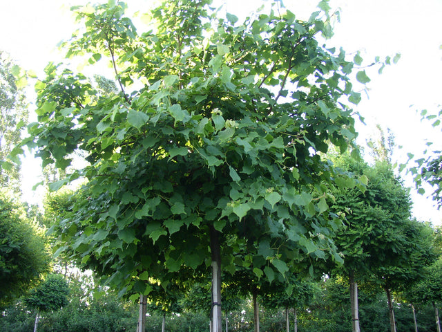 Tilia cordata VkG 1 , erhältlich von 50-80 bis 450-650 cm ;;ab 1,62 Euro