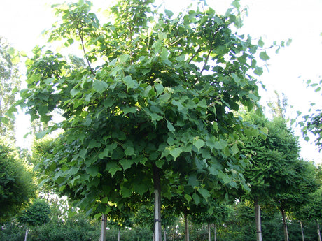 Tilia cordata HkG 82308 , erhältlich von 30-50 bis 80-120 cm ;;ab 1,17 Euro