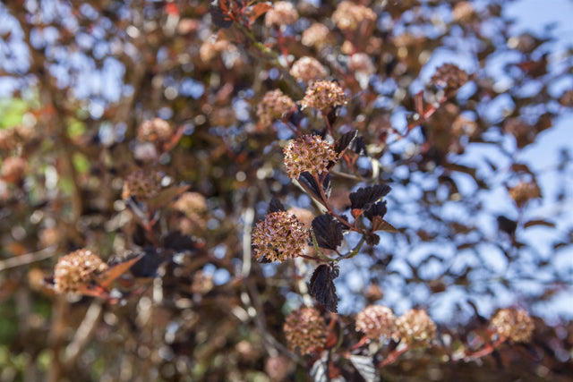 Physocarpus opulifolius , erhältlich von 60-100 bis 150-200 cm ;;ab 6,30 Euro