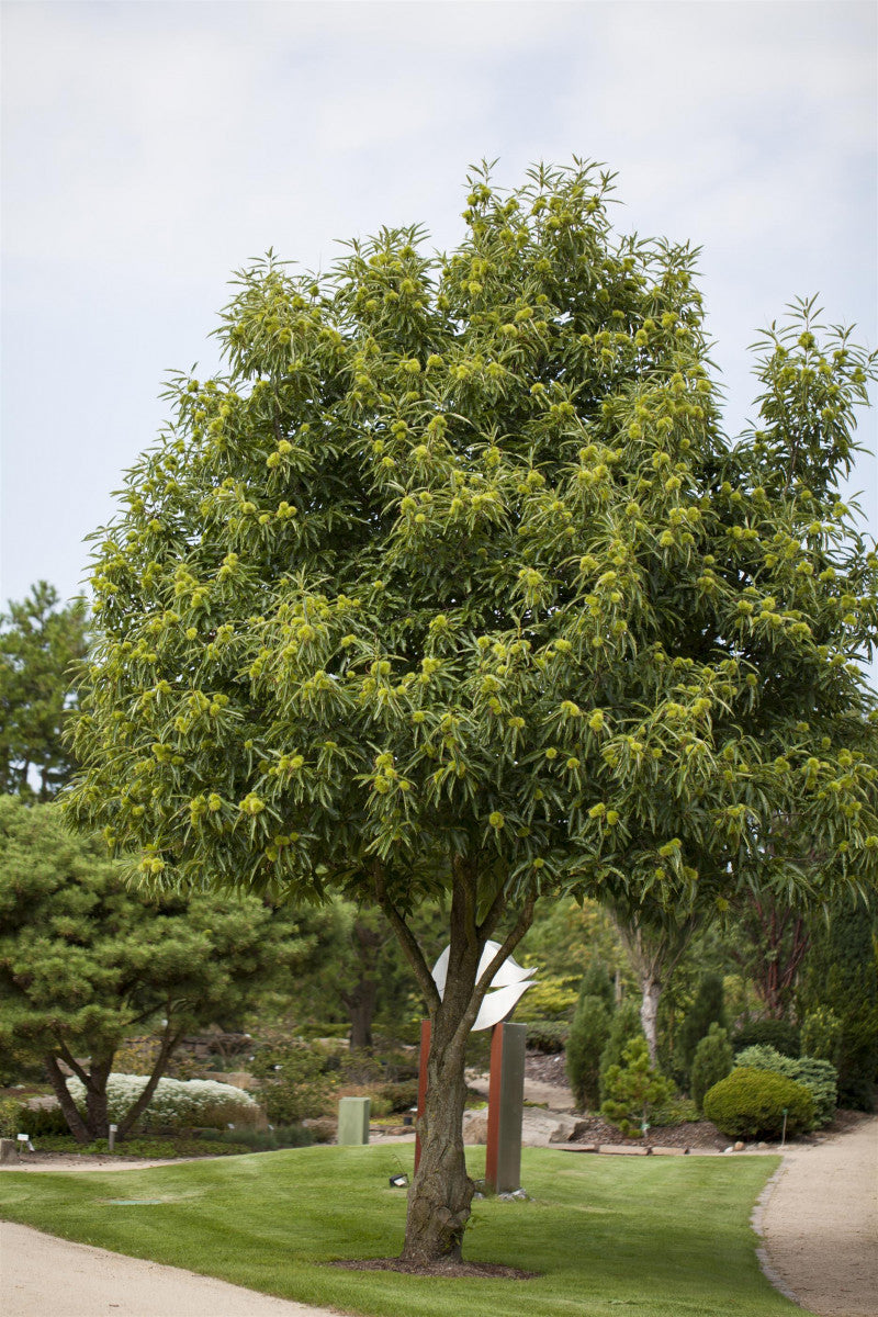 Castanea sativa HkG 80802 (Esskastanie)